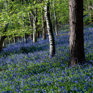 Bluebells, Privet Woods