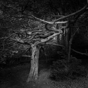 Tree, Babbington Wood