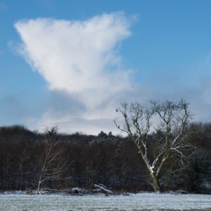 Tree cloud