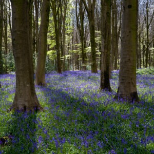 Bluebells, West Woods, Wiltshiretshire